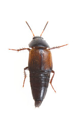 Tachinus fimbriatus