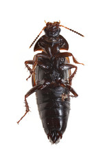 Tachinus fimbriatus