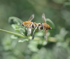 Heterostylum robustum