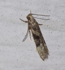 Coleotechnites atrupictella