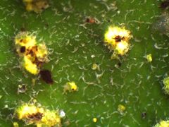 Crocodia rubella