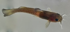 Ameiurus platycephalus
