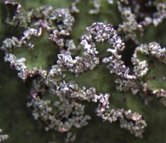 Pseudocyphellaria granulata