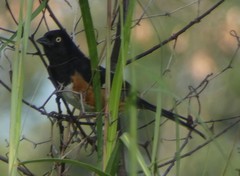 Pipilo erythrophthalmus alleni