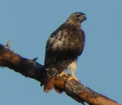 Buteo jamaicensis umbrinus