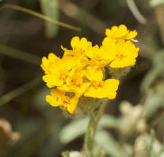 Psilostrophe gnaphalodes