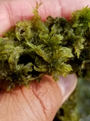 Sphagnum cuspidatum
