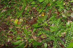 Plantago raoulii