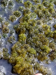Sphagnum cuspidatum