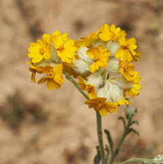 Psilostrophe gnaphalodes