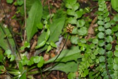 Plantago raoulii