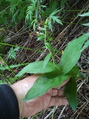 Epipactis papillosa