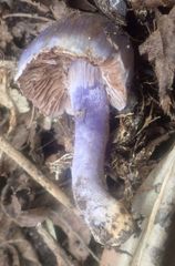 Cortinarius austrovaginatus