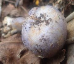 Cortinarius austrovaginatus