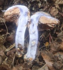 Cortinarius austrovaginatus