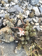 Sedum potosinum