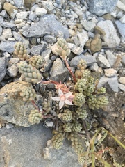 Sedum potosinum