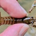 Broad River Spiny Crayfish - Photo (c) Kevin Metcalf, some rights reserved (CC BY-NC), uploaded by Kevin Metcalf