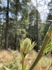 Eryngium proteiflorum