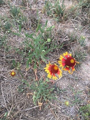 Gaillardia coahuilensis