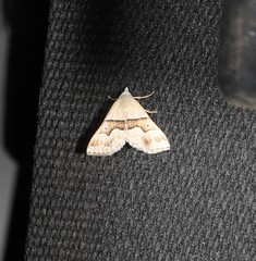 Dichromodes mesotoma