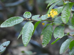 Azara serrata