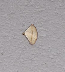 Eublemma perversicolor