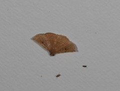 Eublemma latericolor