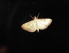 Herpetogramma hipponalis