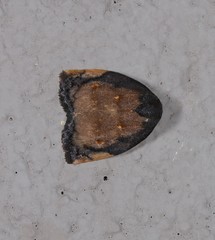 Hemonia micrommata