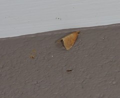 Hyalobathra brevialis