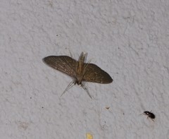 Hymenoptychis sordida