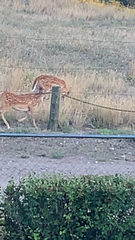 Odocoileus virginianus