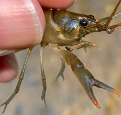 Cambarus spicatus