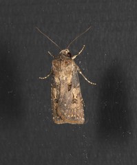 Agrotis interjectionis