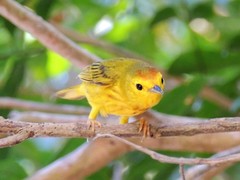 Setophaga petechia rufivertex