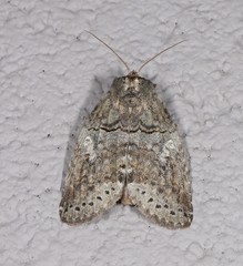 Archigargetta amydra