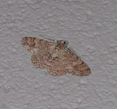 Myrioblephara macariata