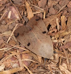 Ophiusa parcemacula