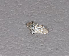 Parapoynx polydectalis