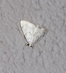 Sericophylla nivalis