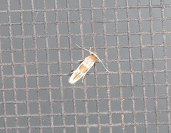 Stathmopoda megathyma