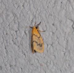 Symmetrodes sciocosma