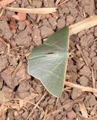 Thalassodes dorsilinea