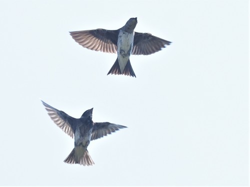 Purple Martin
