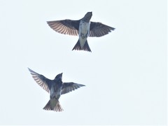 Purple Martin photo 2