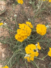 Psilostrophe gnaphalodes