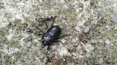 Eophileurus chinensis