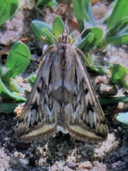 Loxostege sticticalis