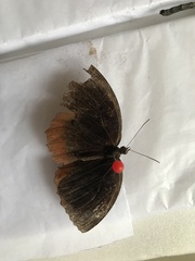 Elymnias hypermnestra